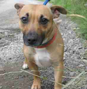 bull x husky terrier english Russell dog Bull Staffordshire Terrier Terrier Jack cross adoption for bull x husky terrier english Russell dog Bull Staffordshire Terrier Terrier Jack cross adoption for