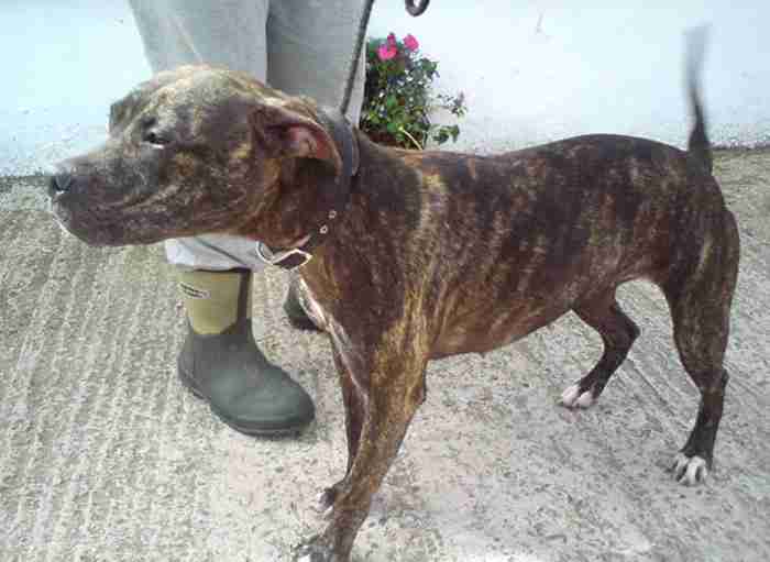 Brindle Staffy Puppies Related Keywords & Suggestions - Brindle Staffy ... Brindle Staffy Puppies Related Keywords & Suggestions - Brindle Staffy ...