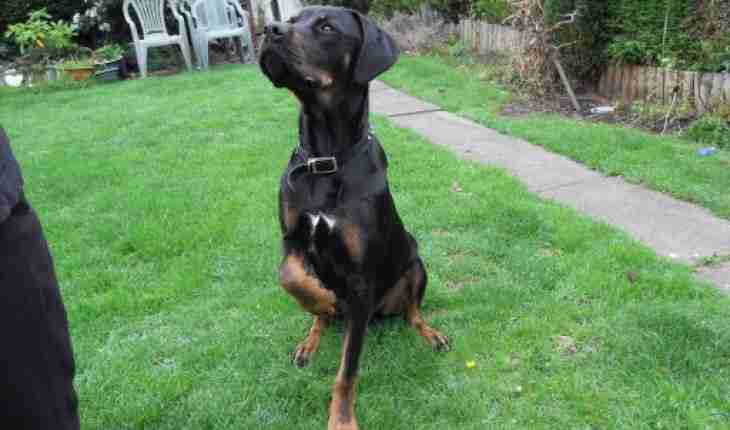 labrador rottweiler cross dude 1 year rottweiler cross labrador for adoption labrador rottweiler cross dude 1 year rottweiler cross labrador for adoption