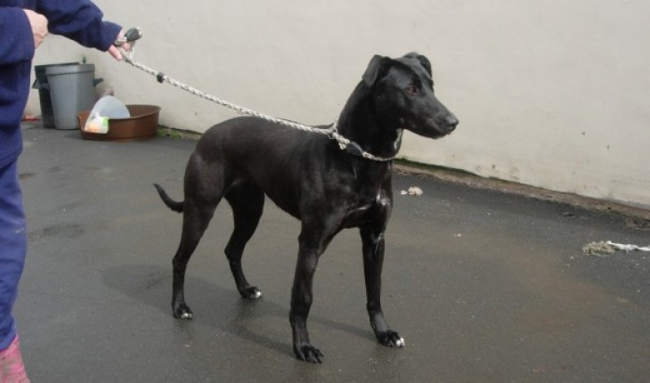 lab x lurcher