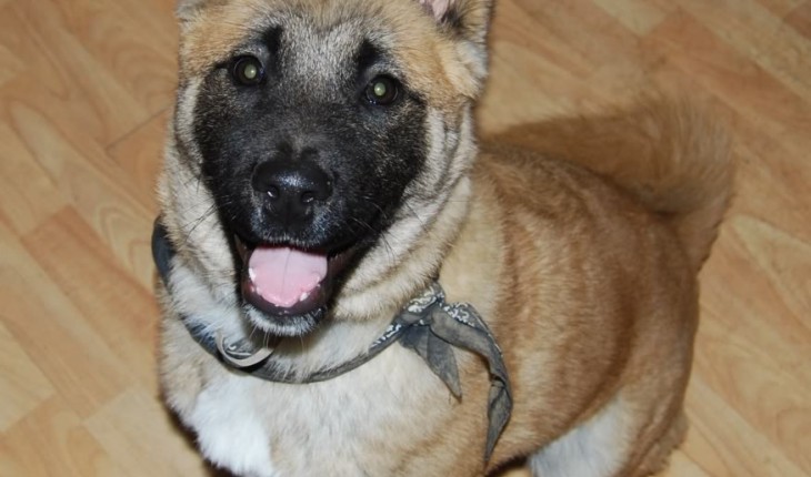 Bear – 7 month old male Akita cross German Shepherd Dog dog for adoption