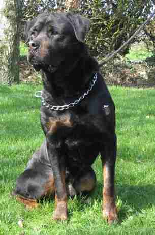 blue rottweiler blue 7 year rottweiler for adoption blue rottweiler blue 7 year rottweiler for adoption