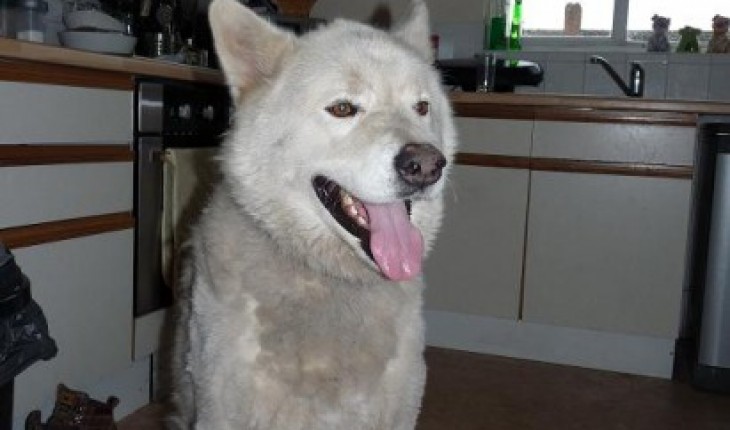 Yogi – 6 year old male Akita cross Malamute dog for adoption