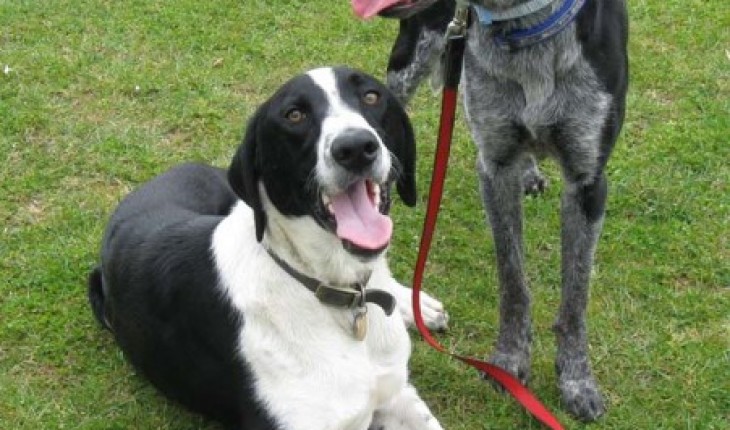 Field – 3 year old male Collie Cross German Short-Haired Pointer dog