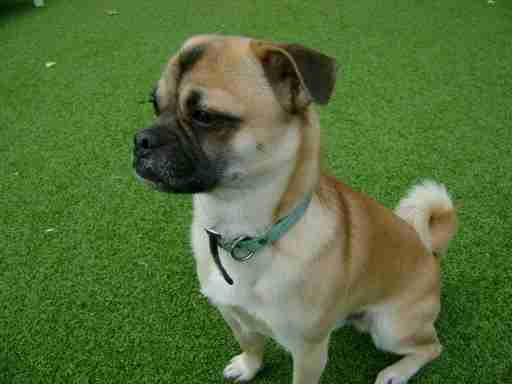 pug great dane mix max 1 year pug cross for adoption pug great dane mix max 1 year pug cross for adoption
