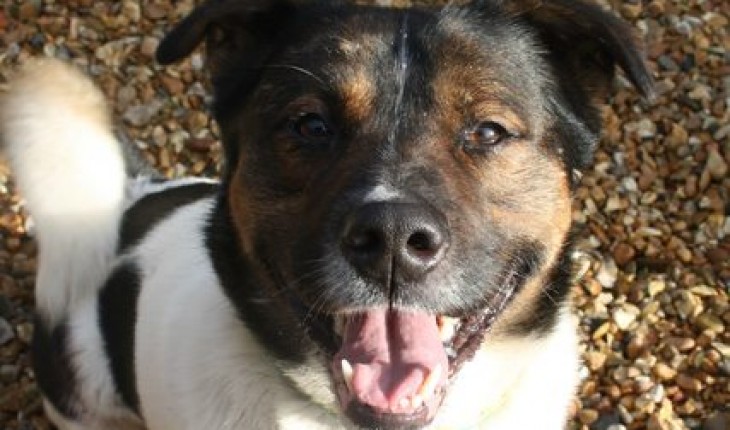 Jack – 2 year old male Akita cross Basset Hound dog for adoption