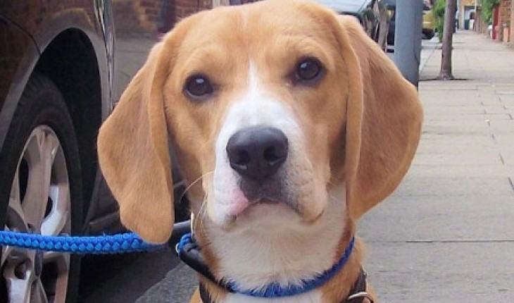 Boysie – 11 month old male Beagle dog for adoption