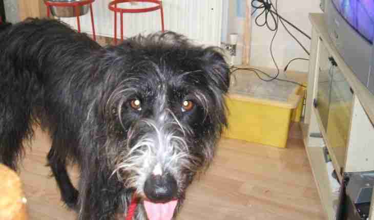 bearded collie cross rescue