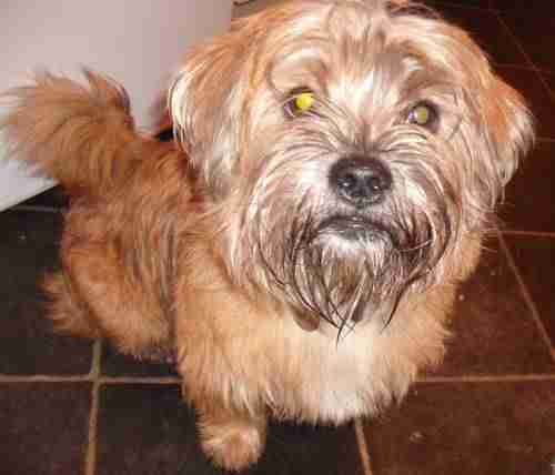 yorkie shih tzu cross ziggy 8 month shih tzu cross terrier for adoption yorkie shih tzu cross ziggy 8 month shih tzu cross terrier for adoption