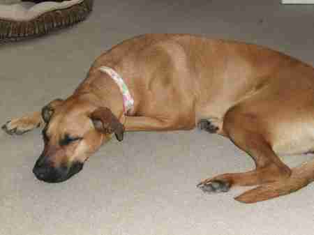 Rhodesian Ridgeback Cross Dogs For Adoption And Rescue | Dog Breeds ... Rhodesian Ridgeback Cross Dogs For Adoption And Rescue | Dog Breeds ...