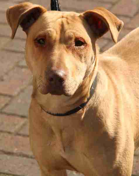 Cassie – 10 month old female Shar-Pei cross Staffordshire ...
