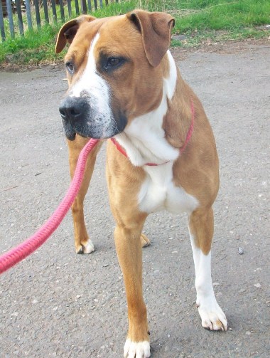 Jake – 1 year old male Boxer cross Staffordshire Bull ...