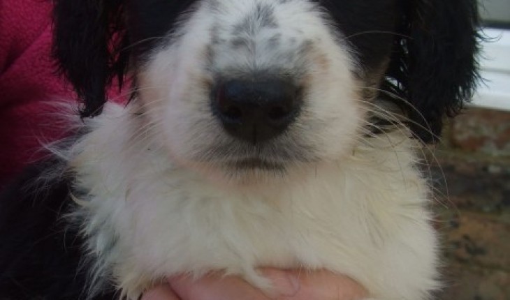 Angie – 9 weeks old female Collie cross Spaniel dog for adoption