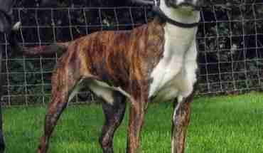 Posts by Wolfwood Rehoming Lancaster | Dogs for Adoption ... Posts by Wolfwood Rehoming Lancaster | Dogs for Adoption ...