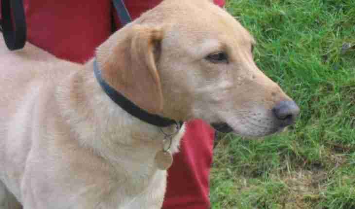 labrador lurcher cross puppies