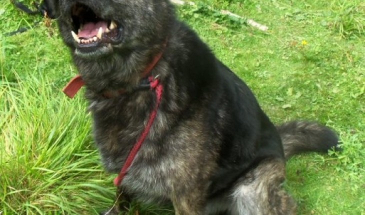 Clyde 6 7 Year Old Male German Shepherd Dog Dog For Adoption