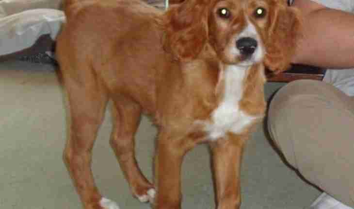 Setter Cross Dog Rescue | honey 14 week old female red setter cross dog for adoption Setter Cross Dog Rescue | honey 14 week old female red setter cross dog for adoption