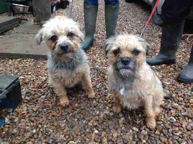 border terrier puppies for adoption ruby and stella 2 3 year border terriers for adoption border terrier puppies for adoption ruby and stella 2 3 year border terriers for adoption