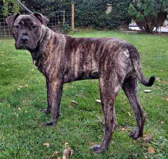Mervyn – 9 month old male Mastiff cross English Bull Terrier dog for ... Mervyn – 9 month old male Mastiff cross English Bull Terrier dog for ...