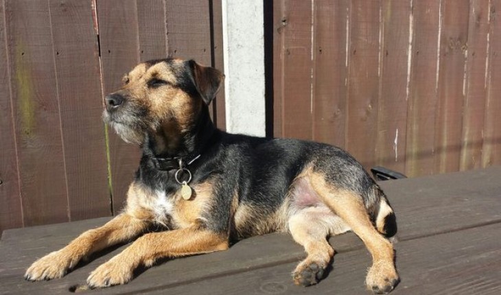 Gyp – 2-3 year old female Patterdale Terrier cross Border Terrier dog