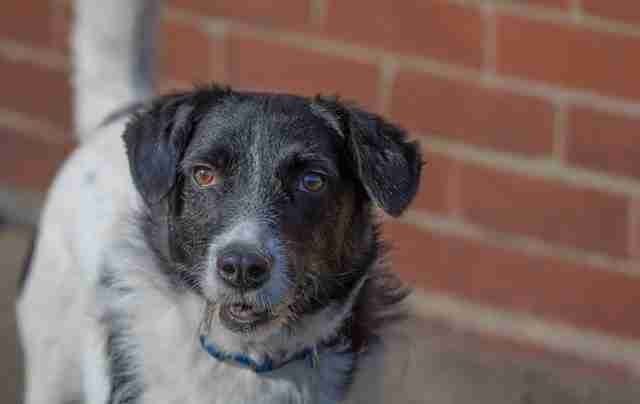 How Old Till Male Dogs Can Breed How Old Till Male Dogs Can Breed