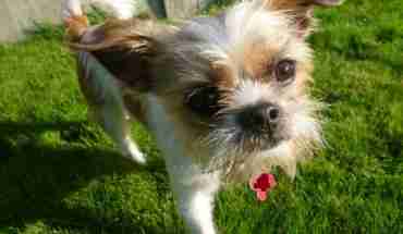 shih tzu cross chihuahua shih tzu cross dogs for adoption and rescue shih tzu cross chihuahua shih tzu cross dogs for adoption and rescue